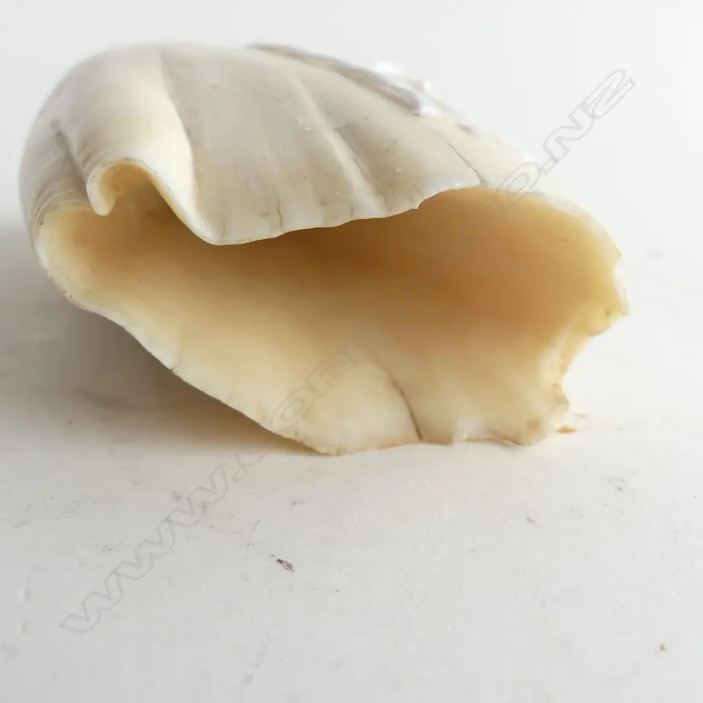 LARGE SPERM WHALE TOOTH AS ASHTRAY L170 Image 1++