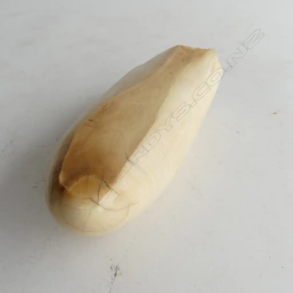 LARGE SPERM WHALE TOOTH AS ASHTRAY L170 Image 1++