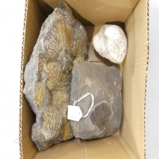 THREE ASST. FOSSILS