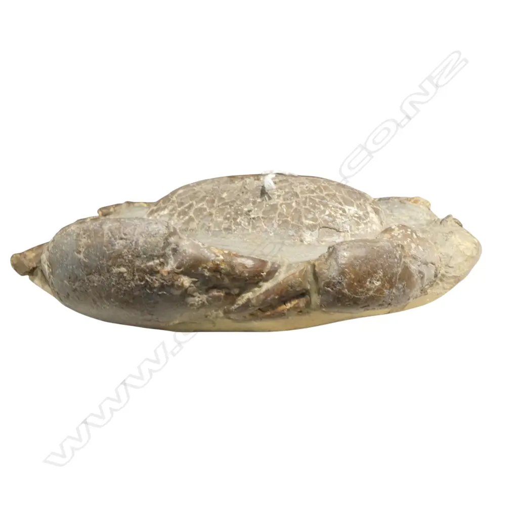 CRAB FOSSIL W.230mm Image 1++