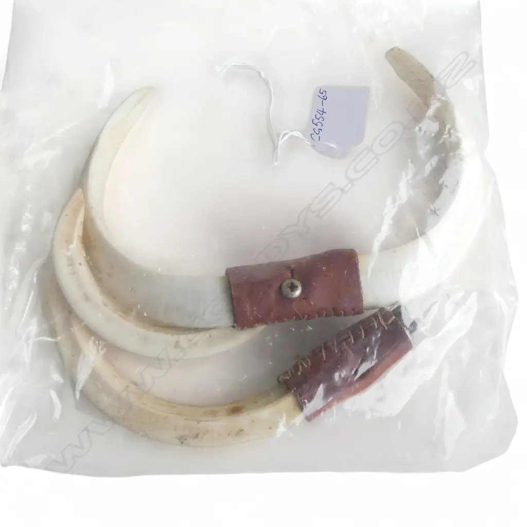 2 PRS TUSKS w WALL MOUNTING Image 1++
