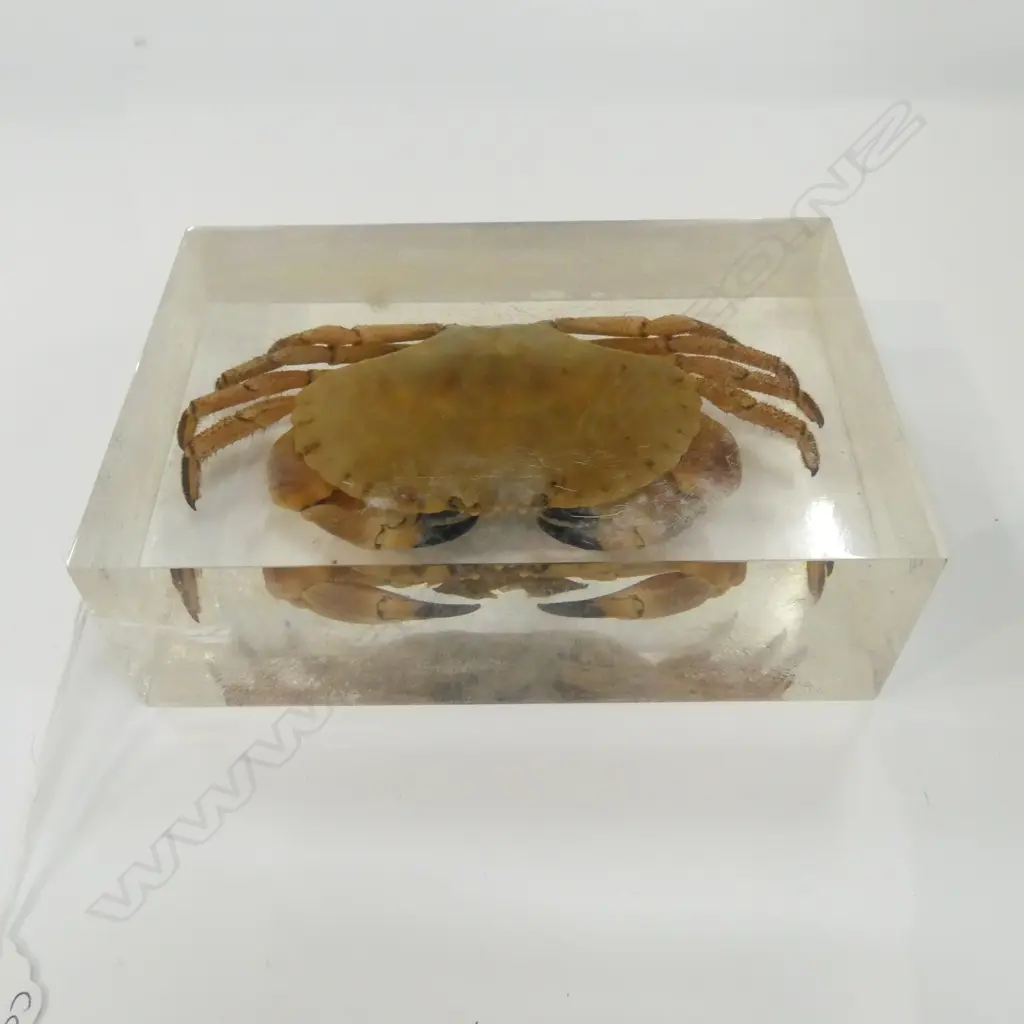 CRAB SPECIMEN W.160mm Image 1++