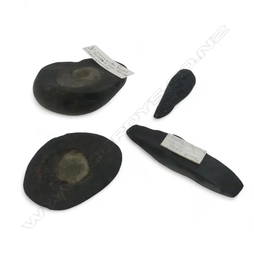 4 FOSSILS/ARTEFACTS  Image 1++