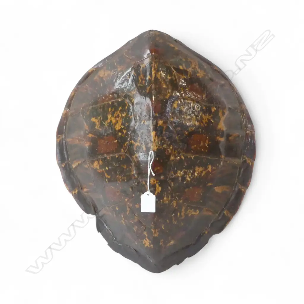 TURTLE SHELL 450x415mm Image 1++