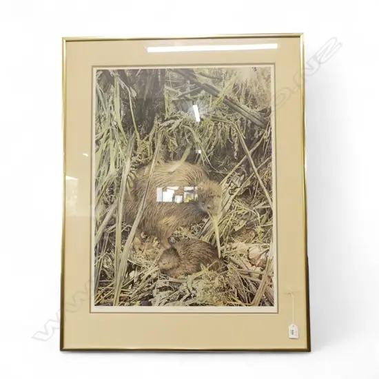 RAYMOND CHING, KIWI AND CHICK, SIGNED PRINT 68/850 670x495mm