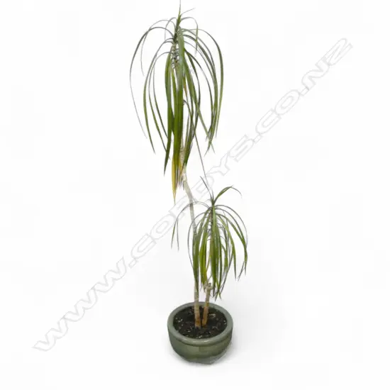 PONY TAIL POTTED PLANT H.1160mm