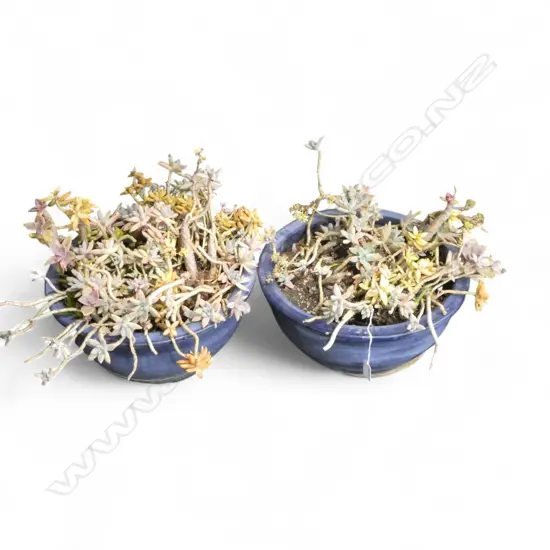 2 BLUE GARDEN PLANTERS planted with various succulents Dia.380mm