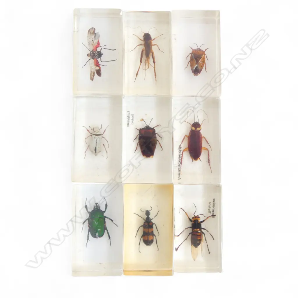 COLLECTION OF 9 PRESERVED INSECTS Image 1++