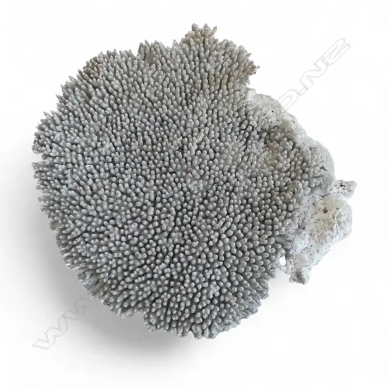 LG CORAL 350x120x330mm