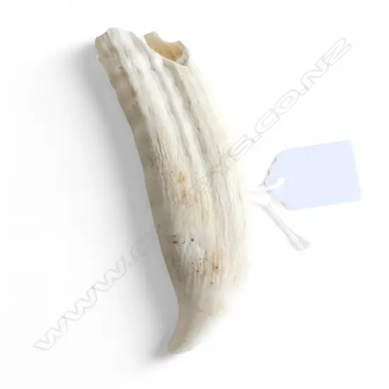 WHALES TOOTH natural polished tip small loss at base. L.120mm