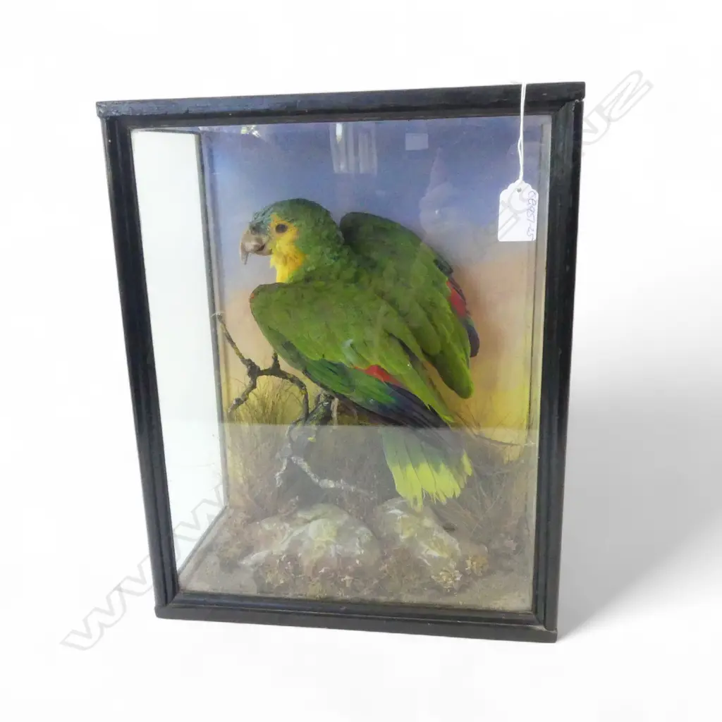 CASED TAXIDERMY PARROT by E.F. SPICER F.Z.S. & SONS NATURALISTS & ENTOMOLOGISTS BIRMINGHAM 305x170x385mm Image 1++