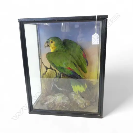 CASED TAXIDERMY PARROT by E.F. SPICER F.Z.S. & SONS NATURALISTS & ENTOMOLOGISTS BIRMINGHAM 305x170x385mm