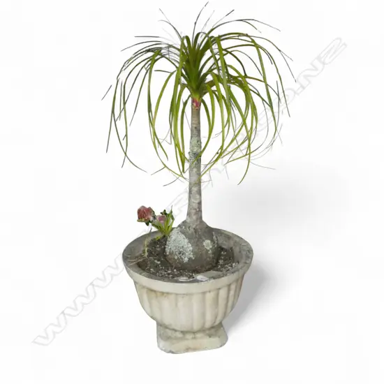 2 LARGE PLANTED CONCRETE GARDEN URNS H.335mm