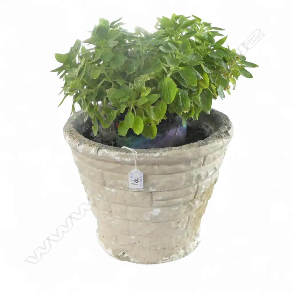 2 PLANTED CONCRETE GARDEN POTS H.260mm Image 1++