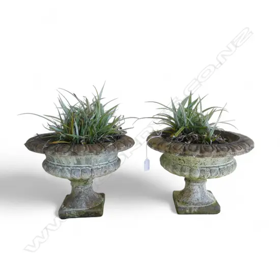 PR COMPOSITE URNS w. ASTELIA PLANTS H.220mm, 310mm dia