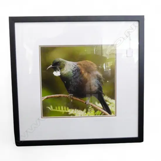 BARBARA STAAL 'NZ TUI' COLOUR PHOTOGRAPH ED. 2/15  275 X 290 MM