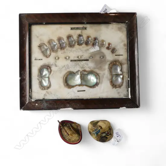 FRAMED CULTURED PEARL DISPLAY 215x280mm + 2 SHELL ORNAMENTS