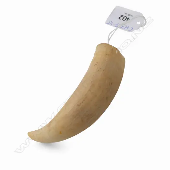 SPERM WHALES TOOTH L.91mm