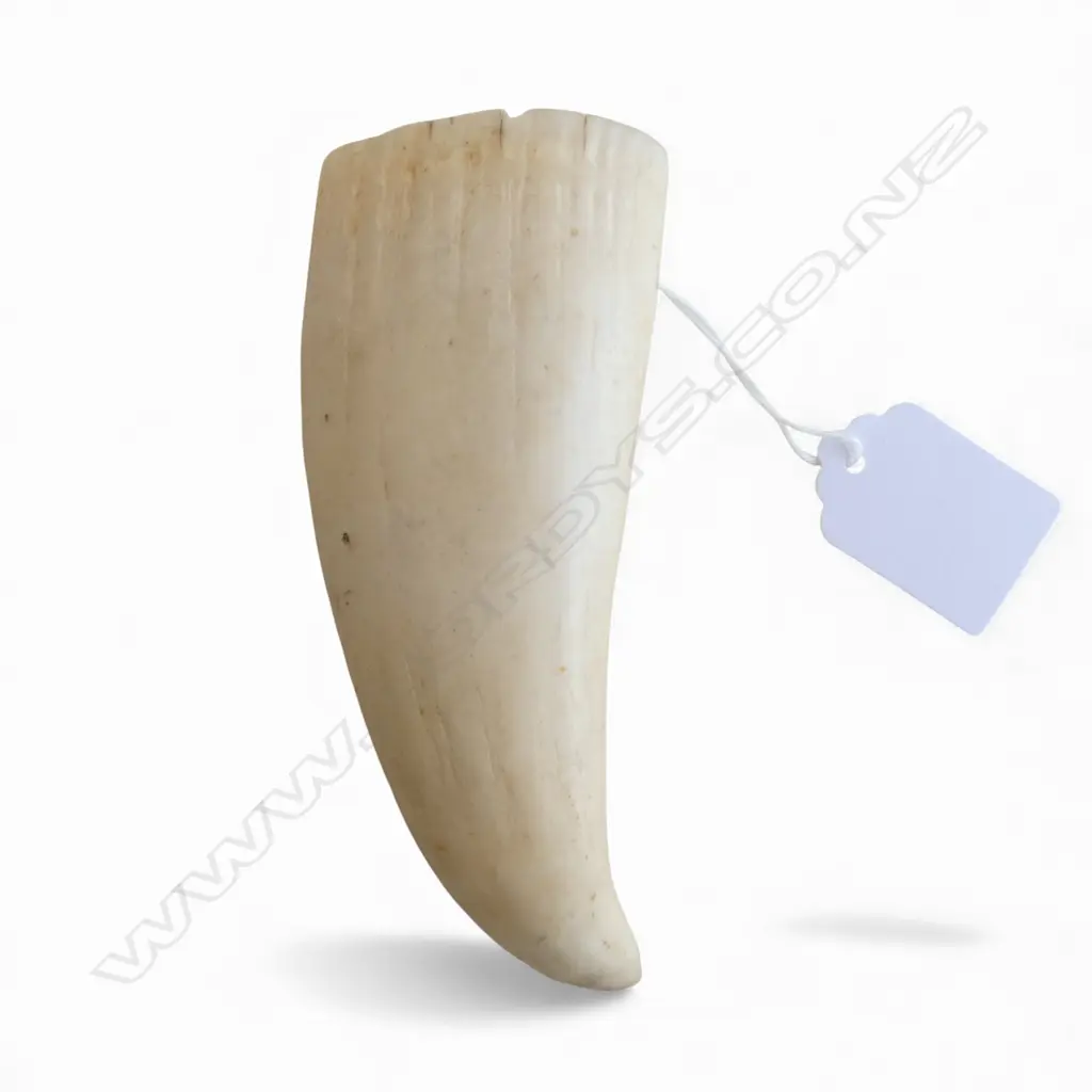 WHALES TOOTH natural polished tip, small split L.125mm Image 1++