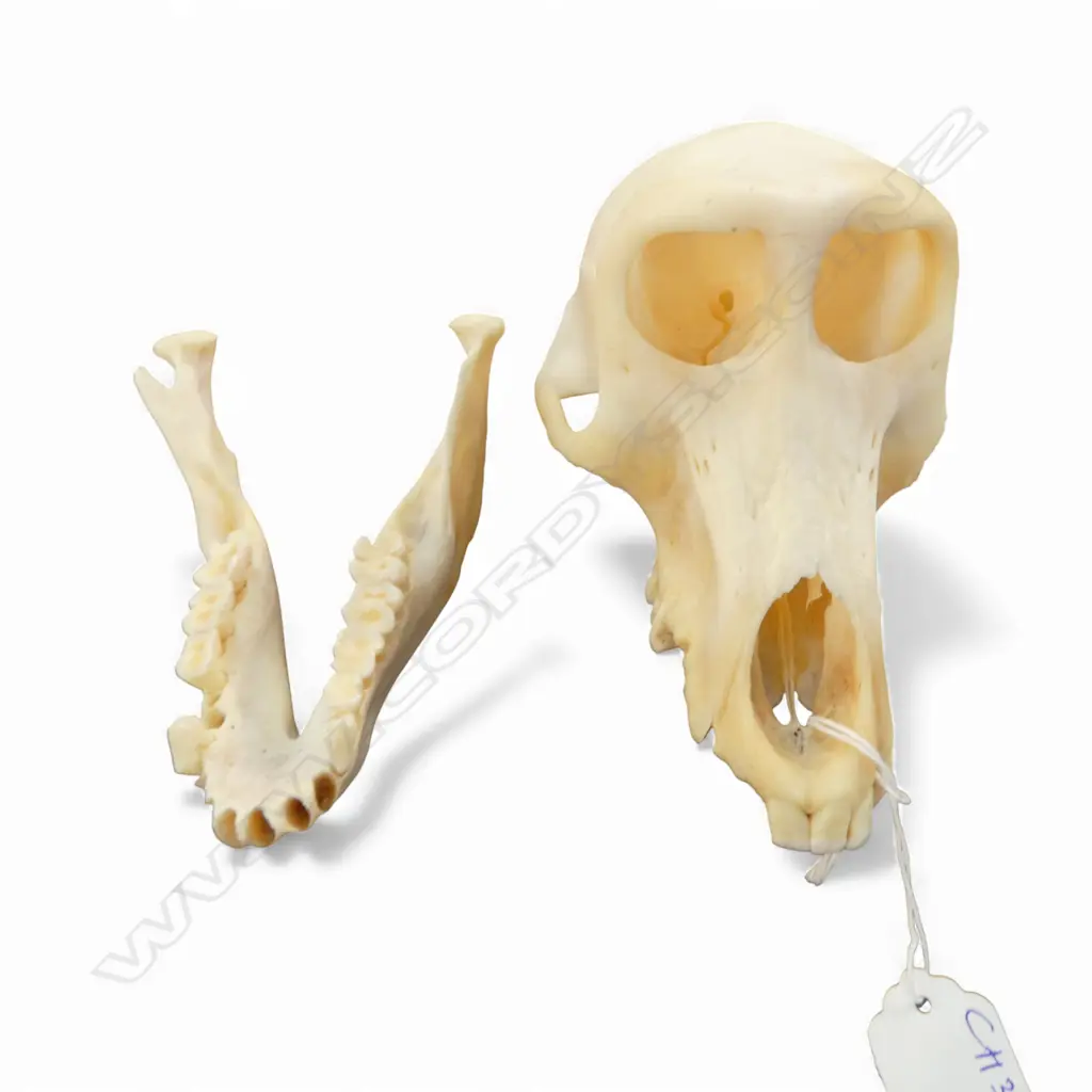 BABOON SKULL H.120mm Image 1++