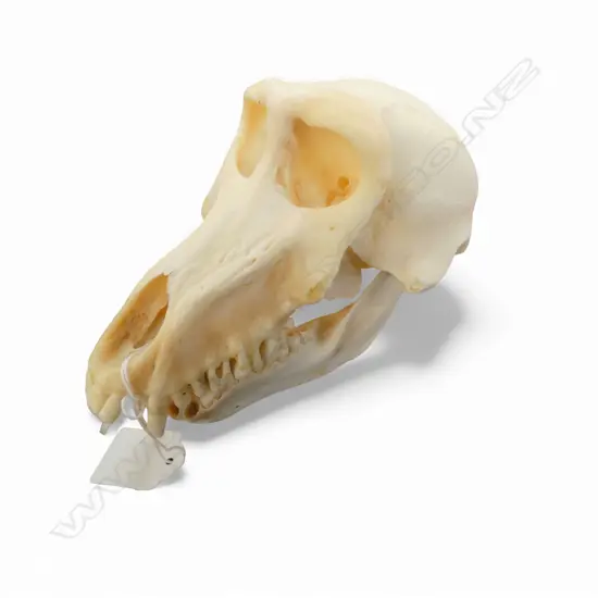 BABOON SKULL H.120mm