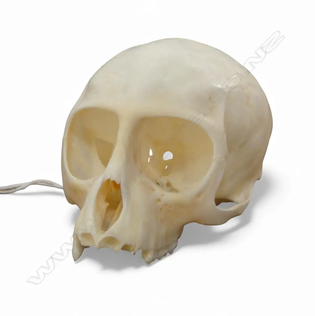 VERVET MONKEY SKULL H.50mm Image 1++