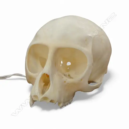 VERVET MONKEY SKULL H.50mm