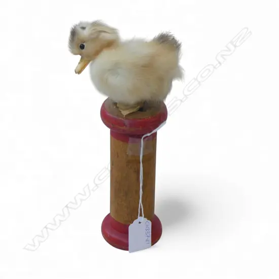 TAXIDERMY DUCKLING ON WOODEN STAND H.220mm