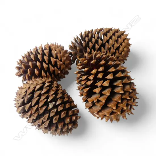 4 LARGE BUNYA PINE CONES 
