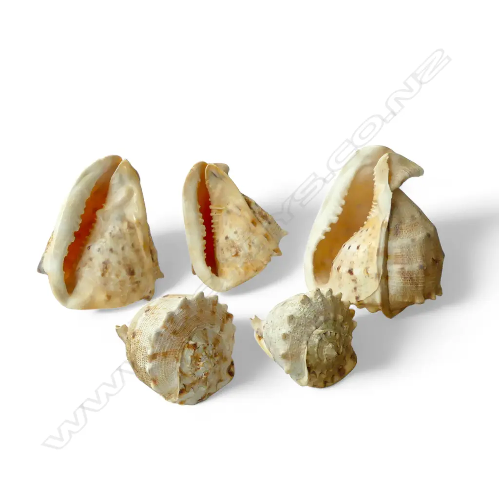 5 CONCH SHELLS  Image 1++