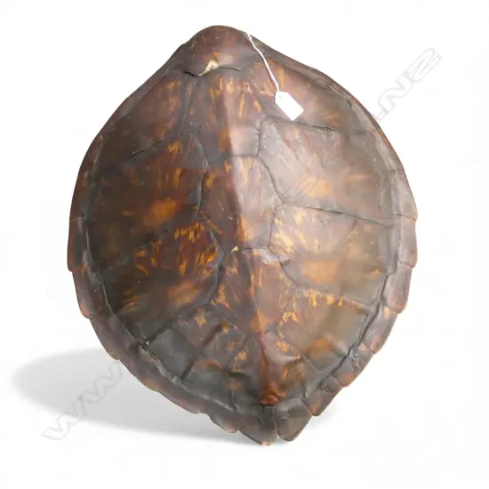 TURTLE SHELL L.500mm small fault