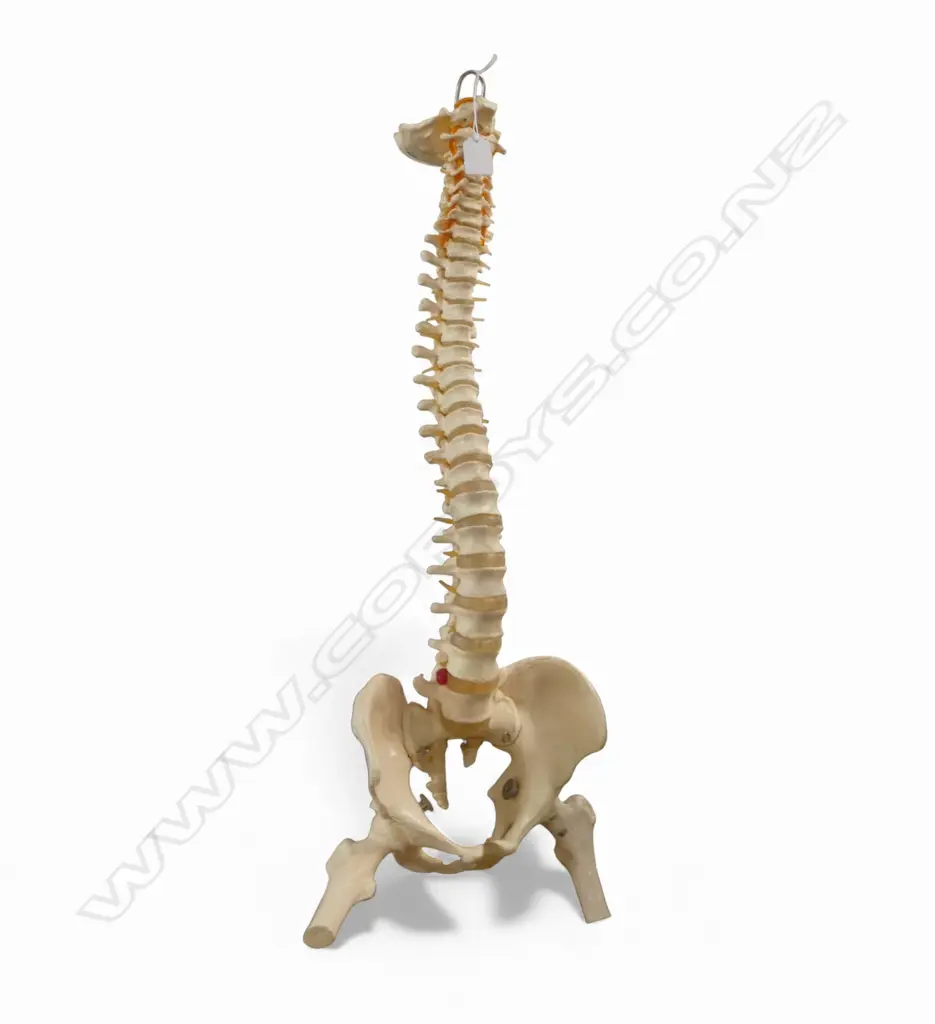 PLASTIC HUMAN SPINE ANATOMICAL MODEL H.800mm Image 1++