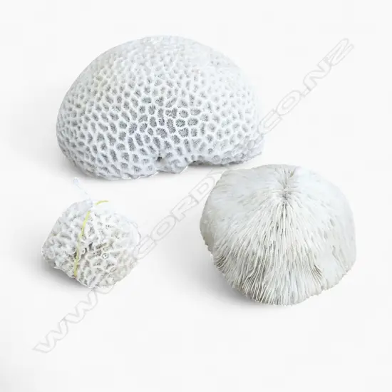 3 PCES CORAL W.210mm