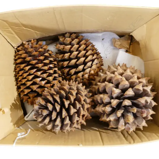 4 LARGE BUNYA PINE CONES 