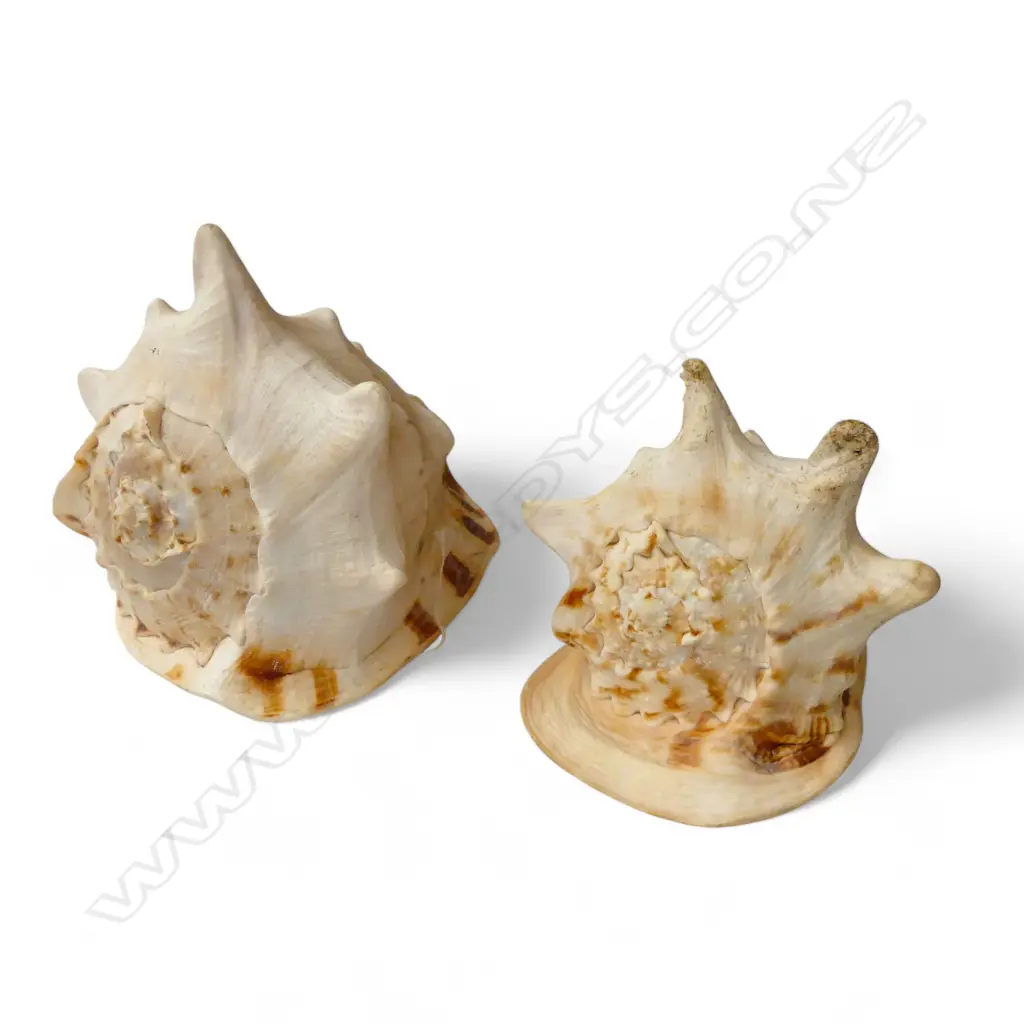 2 LARGE CONCH SHELLS L.245mm Image 1++