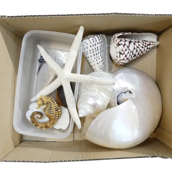 ASST. SHELLS INCL. NAUTILUS ETC