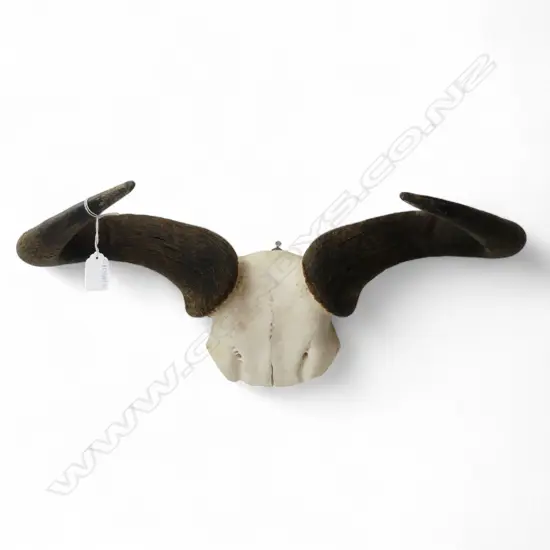 BLUE WILDEBEEST SKULL W.540mm