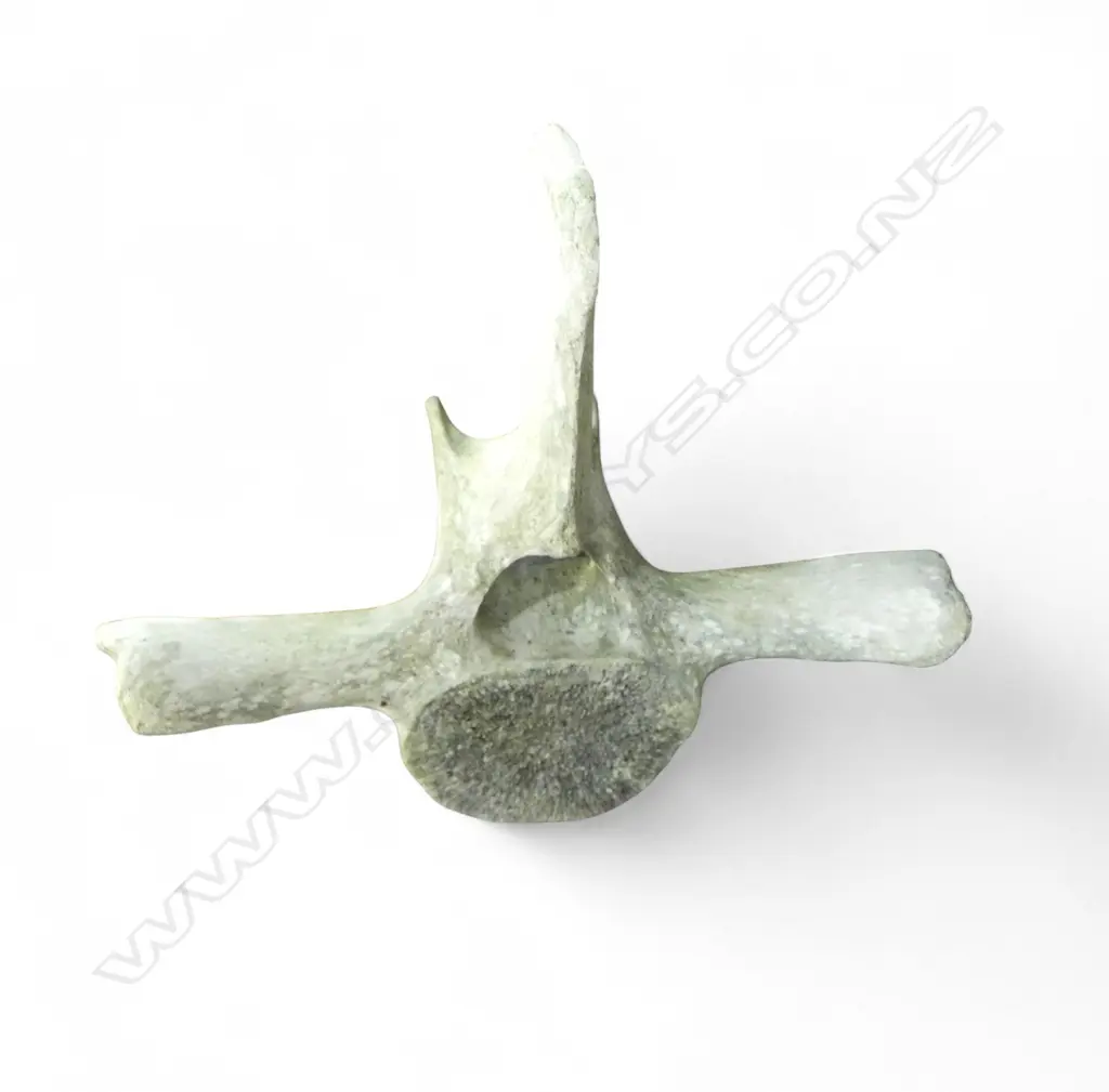 LG ANIMAL VERTEBRAE BONE H.700mm Image 1++