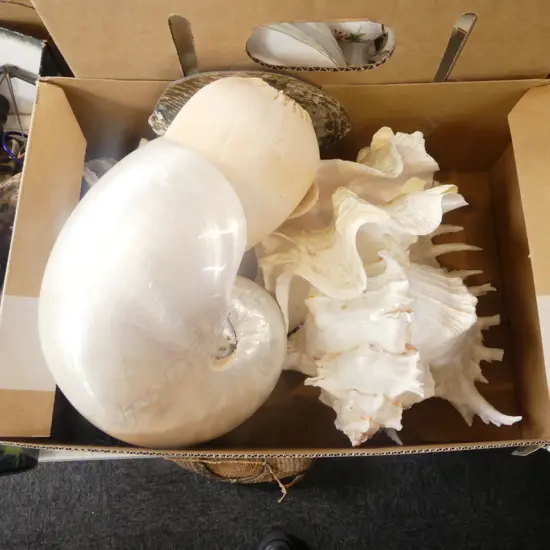 ASST. SHELLS; NAUTILUS ETC