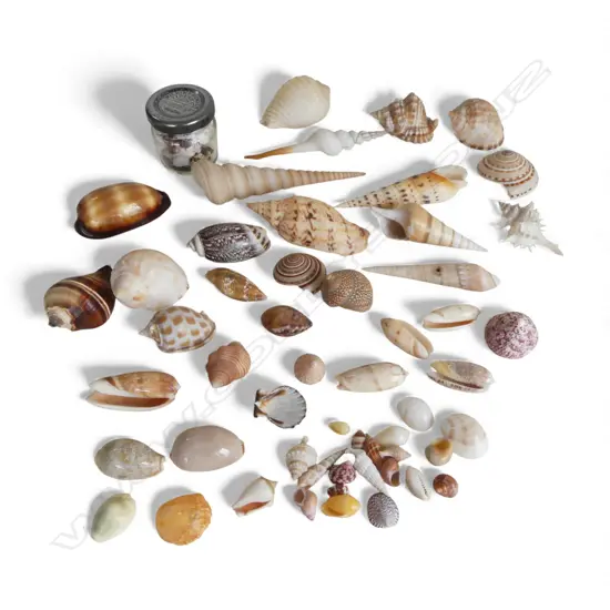COLLECTION OF ASST. SMALL SEASHELLS 