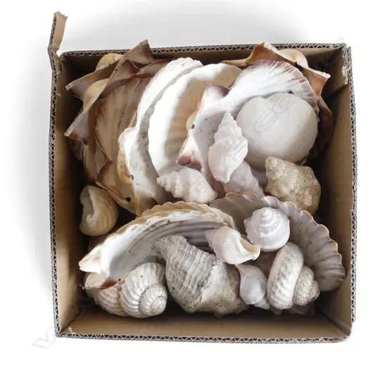 ASST. SHELLS Incl. SOME CORAL