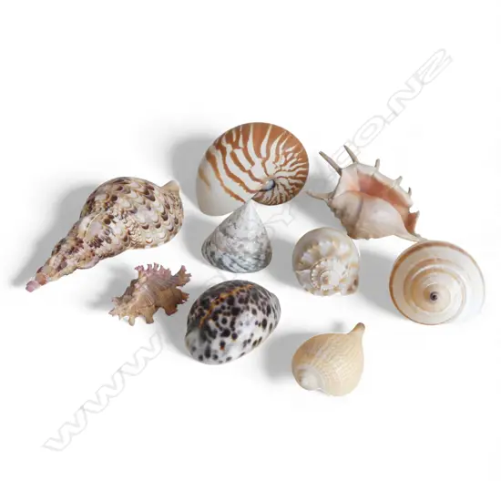 COLLECTION OF SEASHELLS