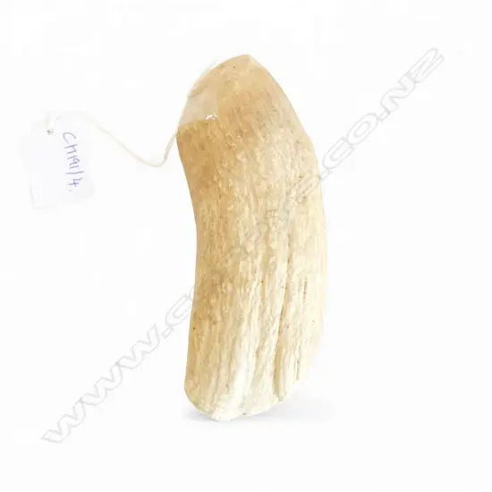 WHALE TOOTH L.150mm natural wear