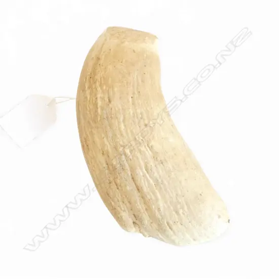 WHALE TOOTH L.150mm natural wear