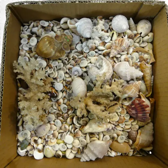 ASSORTED OF SHELLS - INCLUDING SOME CORAL 