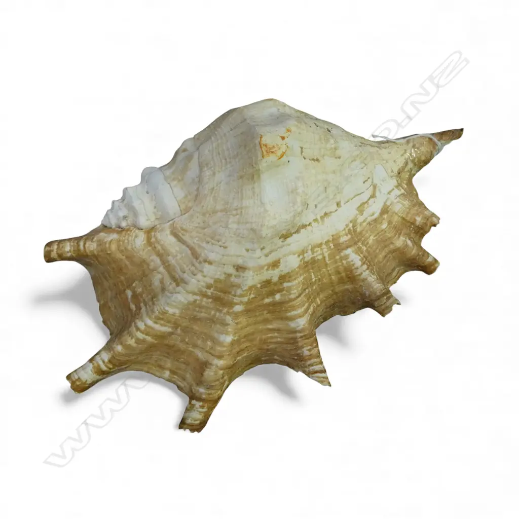 COLLECTORS SPIDER CONCH L300MM Image 1++