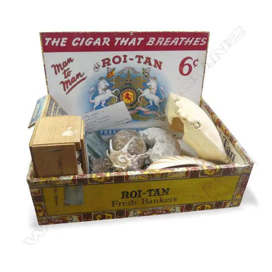 CIG BOX WITH SECTIONED NAUTILIS OLD NZ PLAYING CARDS GREENSTONE SLICES CRAB & CORAL SHELLS