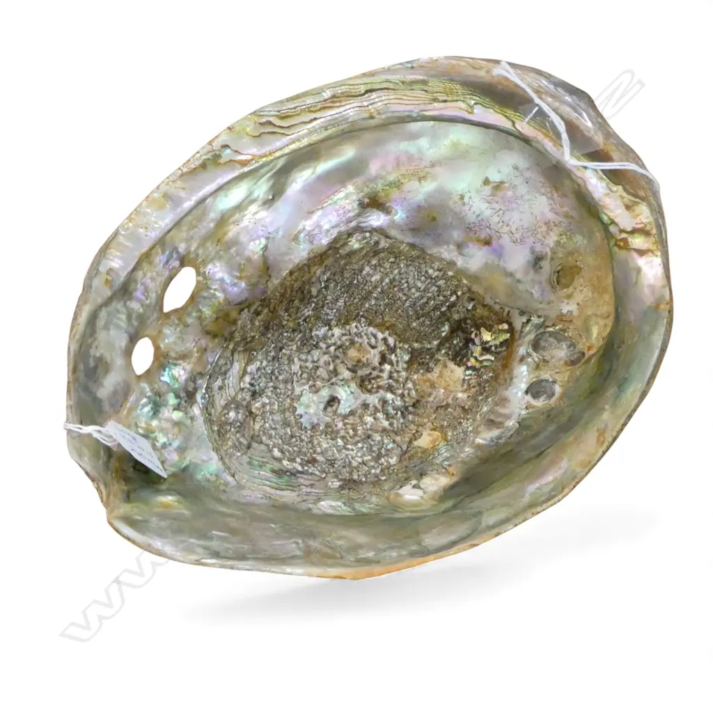 IMPRESSIVE LARGE HALIOTIS 240MM Image 1++