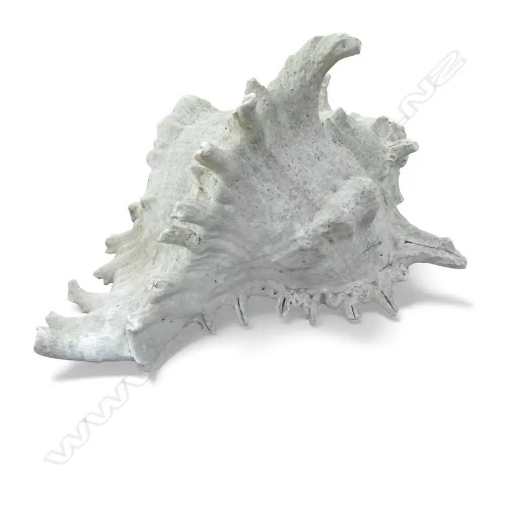 CONCH SHELL W.200mm Image 1++