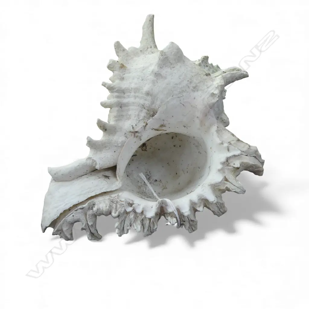 CONCH SHELL W.200mm Image 1++